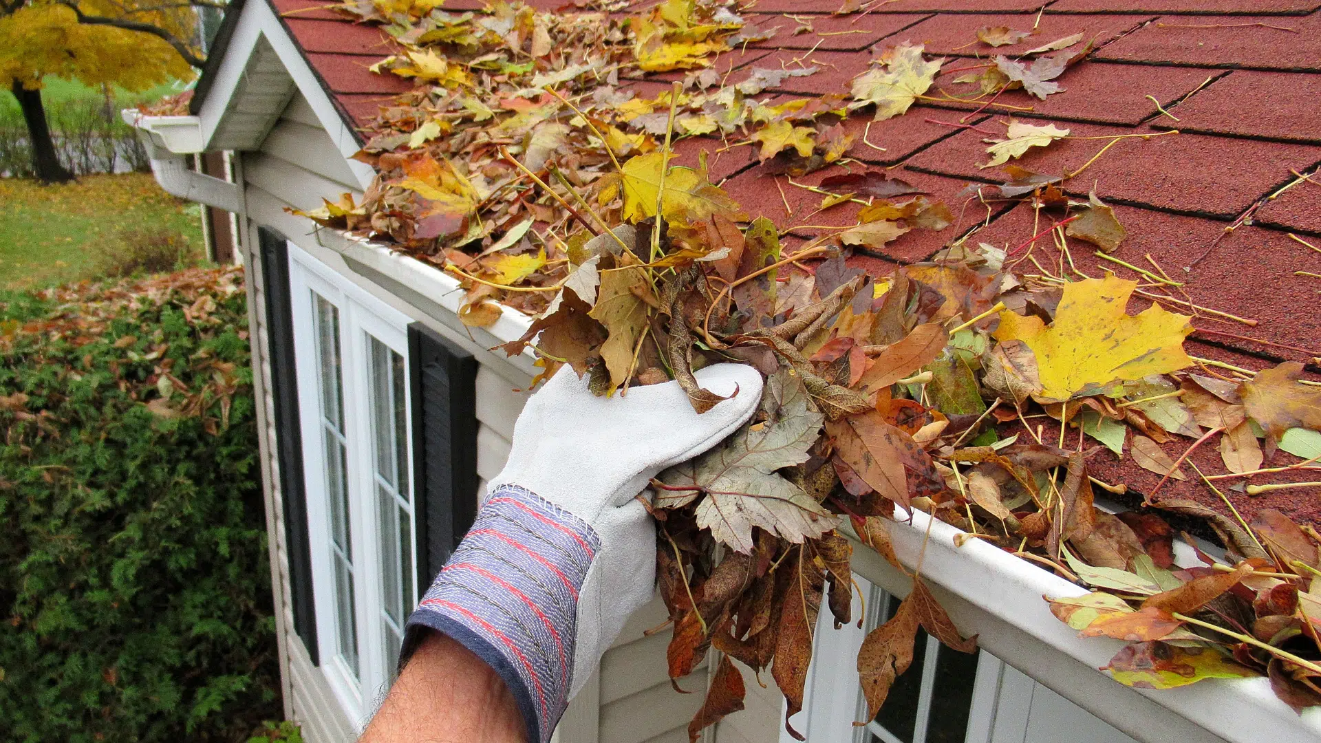 leaves in gutter